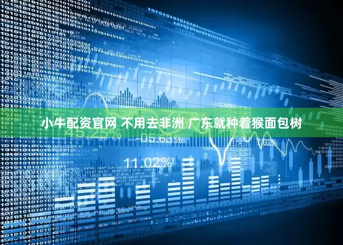 小牛配资官网 不用去非洲 广东就种着猴面包树